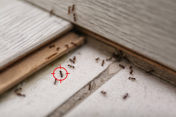 Best Termite Control Services  in Hebbronville, TX