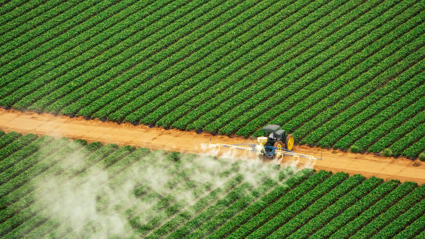 Best Pest Control Near Me  in Hebbronville, TX
