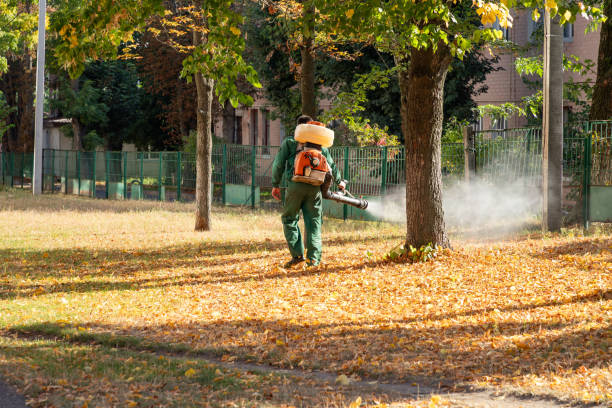 Best Bed Bug Extermination  in Hebbronville, TX
