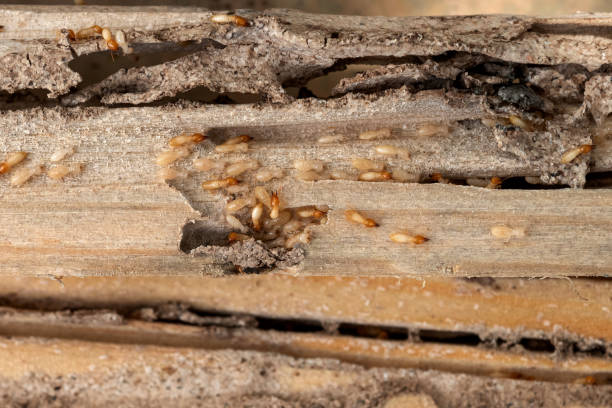  Hebbronville, TX Pest Control Pros