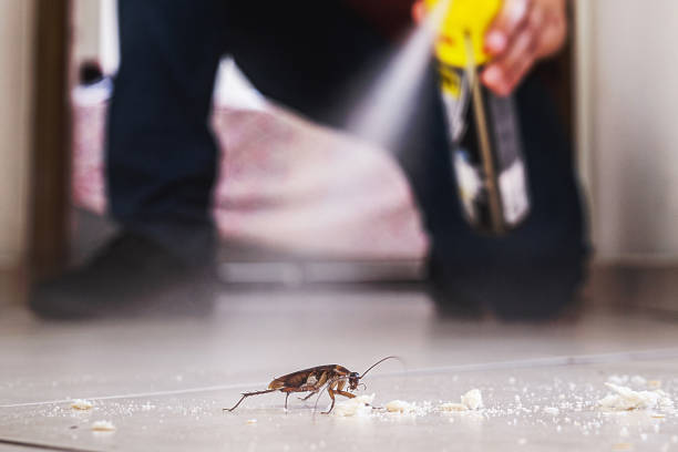 Best Cockroach Control Services  in Hebbronville, TX