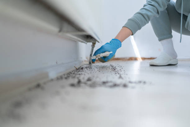 Best Local Pest Control Services  in Hebbronville, TX